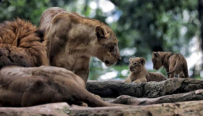 Lucunya Baha dan Gia, 2 Anak Singa yang Lahir di Kebun Binatang Bandung